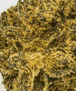 Durban Poison (AA) - Image 5
