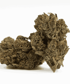 Gasolina (AAAA+)