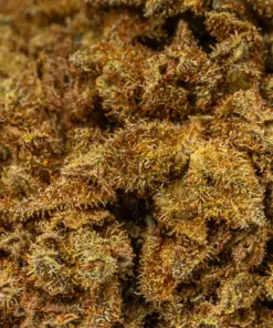 Golden Haze (A) - Image 4