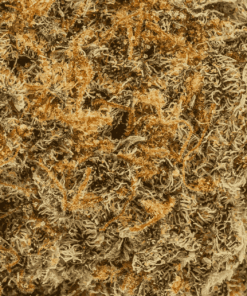 Lemonberry (AAA) - Image 5