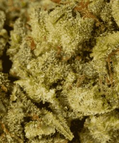 Mango Lemonade (AA) - Image 5