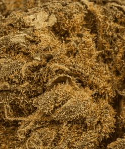 Odyssey (A) - Image 5