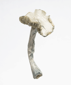 Treasure Coast Albino Mushrooms - Image 3