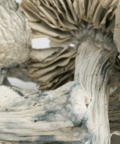 Treasure Coast Albino Mushrooms - Image 4