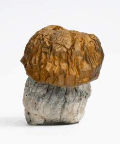 Avalanche Mushrooms - Image 4