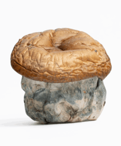 Dino Eggs Mushrooms - Image 3