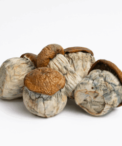 Dino Eggs Mushrooms
