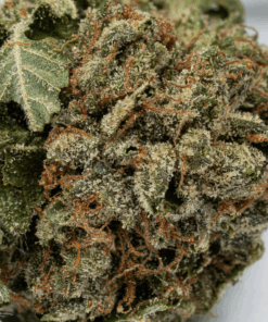 Glue Dream (AA) - Image 4