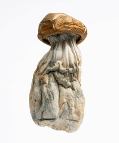 Golden Mammoth Mushrooms - Image 3