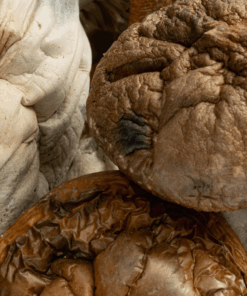 Golden Mammoth Mushrooms - Image 4