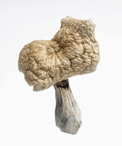 Golden Teacher Mushrooms - Image 4