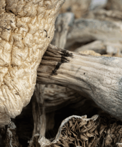 Golden Teacher Mushrooms - Image 1