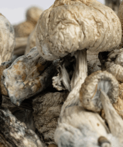 Golden Teacher Mushrooms - Image 3