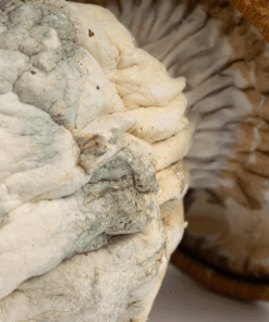 King Kong Mushrooms - Image 3
