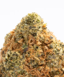 Loyalty (AAA) - Image 2