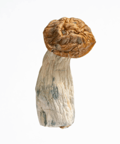 Makilla Gorilla Mushrooms - Image 4