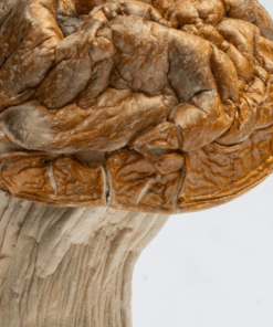 Makilla Gorilla Mushrooms - Image 3