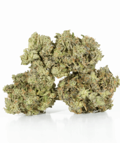 Primus (AAA+) - Image 4