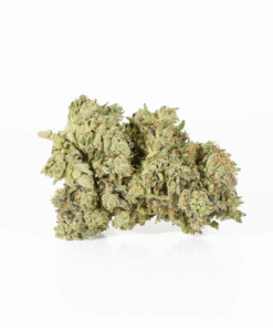 Primus (AAA+) - Image 3