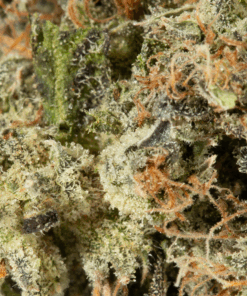 Primus (AAA+) - Image 5