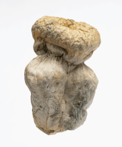 SV-13 Albino Mushrooms - Image 3