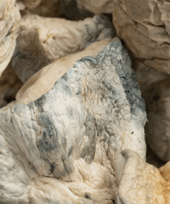 SV-13 Albino Mushrooms - Image 4