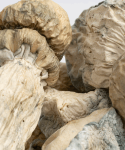 SV-13 Albino Mushrooms - Image 1