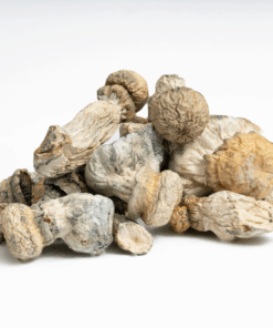 SV-13 Albino Mushrooms - Image 2