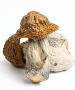 Texas Yellow Caps Mushrooms - Image 1