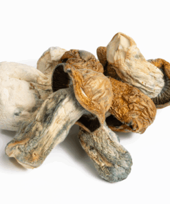 Texas Yellow Caps Mushrooms - Image 3