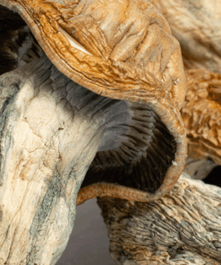 Texas Yellow Caps Mushrooms - Image 2