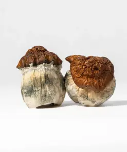 Texas Yellow Caps Mushrooms - Image 3