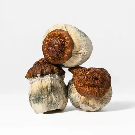 TEXAS YELLOW CAPS - 2