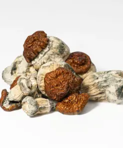 Texas Yellow Caps Mushrooms - Image 5