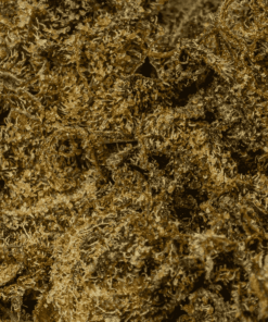 Black Jesus (AAA+) - Image 5