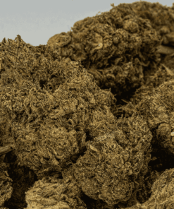 Black Jesus (AAA+) - Image 4