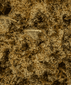 Gello (AAA) - Image 5