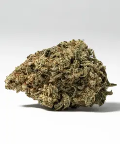 Bear Dance (AA) - Image 3