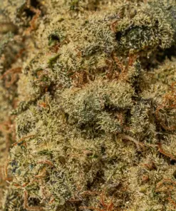 Bear Dance (AA) - Image 4