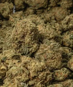 Bear Dance (AA) - Image 5