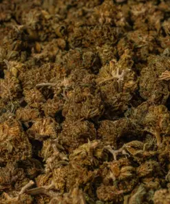 (Smalls) Black Jack (A) - Image 5