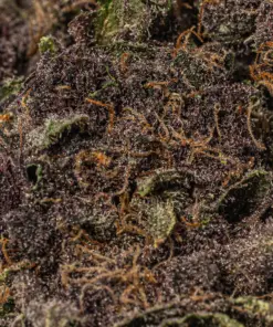 Black Raspberry (AAAA) - Image 5