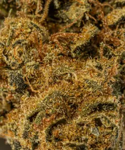 Bubblegum (AA) - Image 4