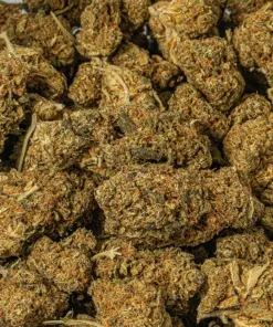 Bubblegum (AA) - Image 5