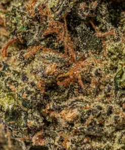 Citrus Skunk (AAA) - Image 4