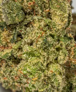 (Smalls) Gelato (AAA+) - Image 5