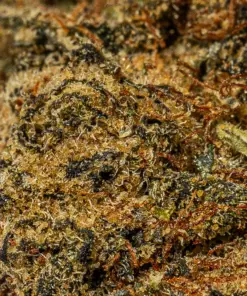 Ghost Dawg (AA+) - Image 4