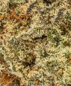 Gorilla Glue (AAA+) - Image 4