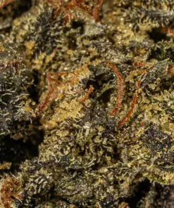 (Smalls) Grizzly Pink (AAAA) - Image 4