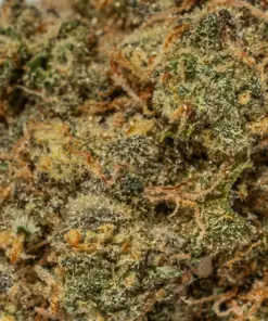 Harlequin (AAA) - Image 4